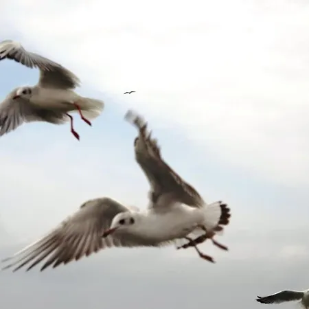 Apartment Schifferhaus 